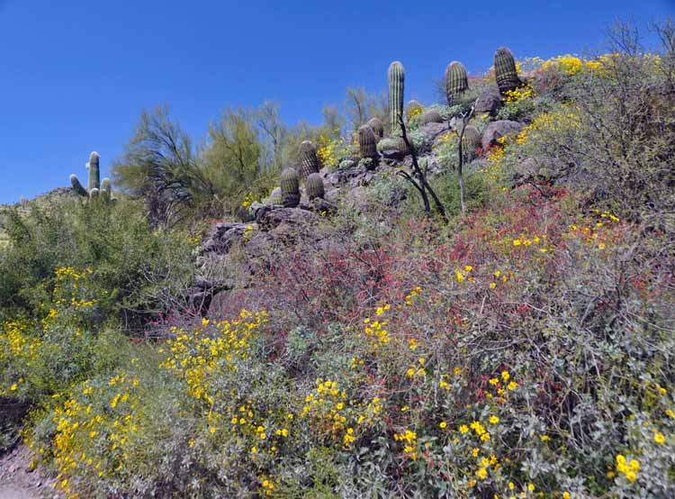 wildflowers on hillside